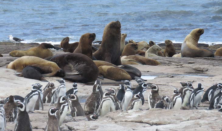 Parque Nacional Islote Lobos