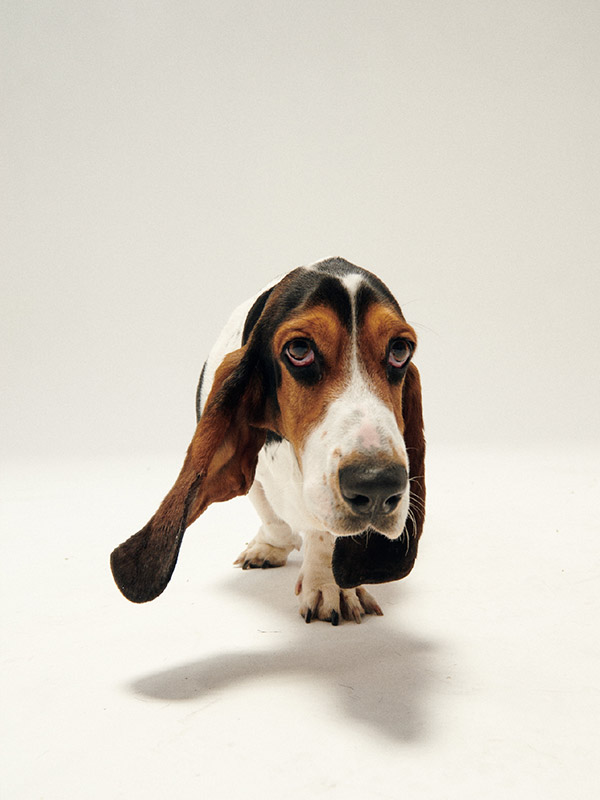 Medias en Hush Puppies